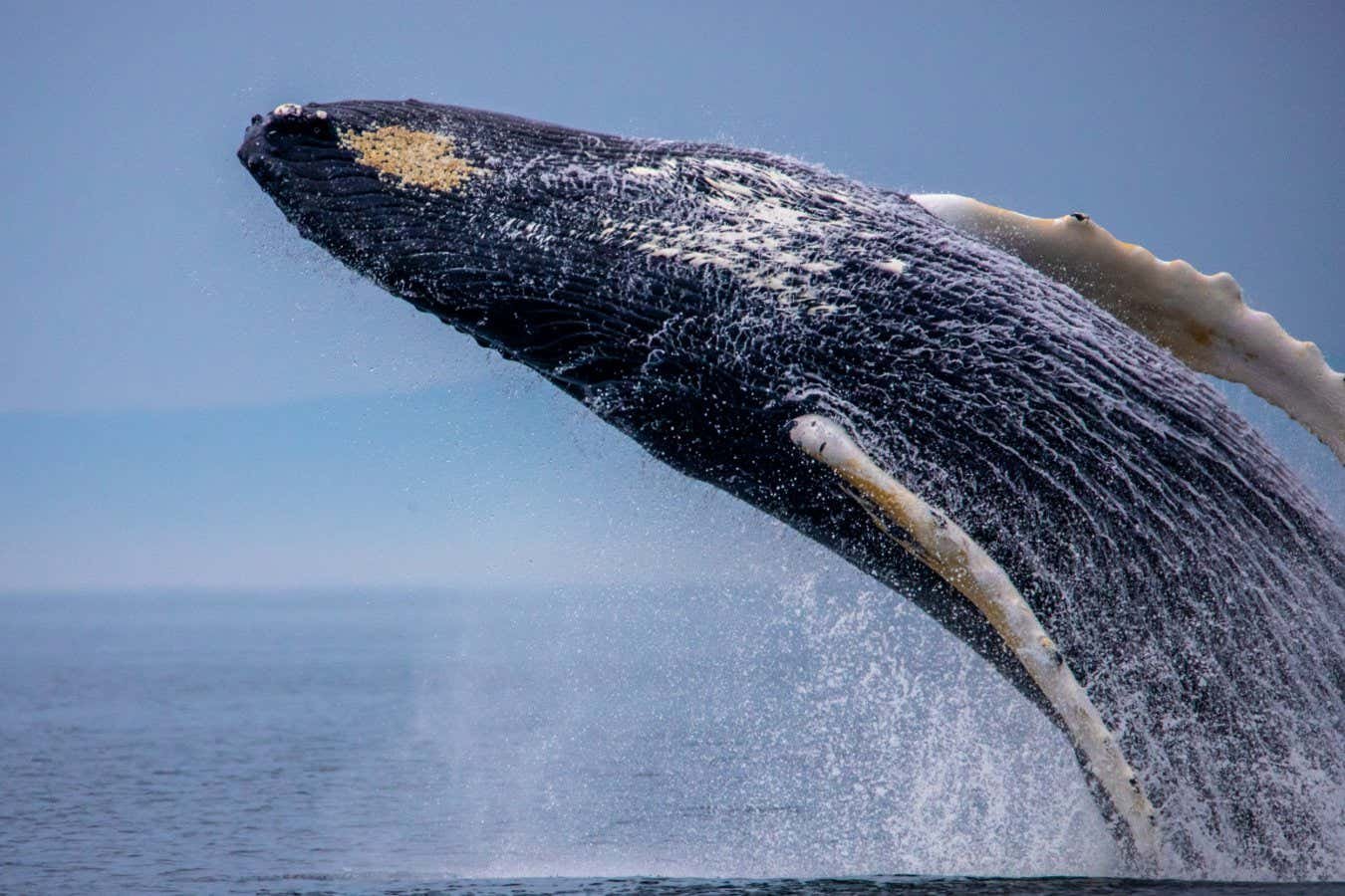 Whales can hone their singing skills by practicing in the off-season