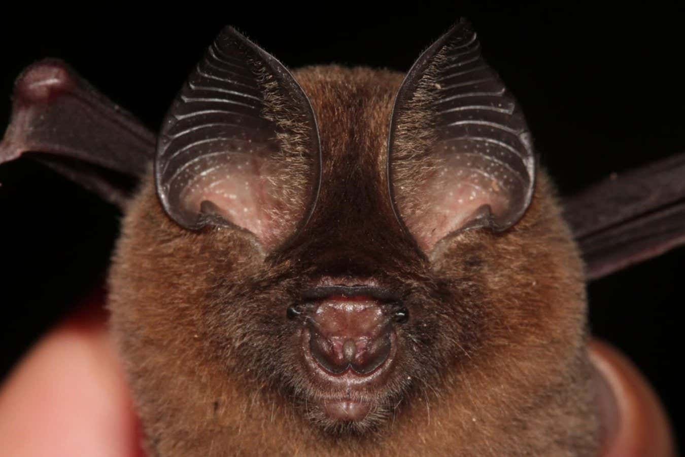 Hipposideros kingstonae beats