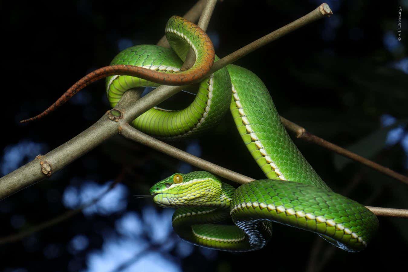 A Trimeresurus uetzi male snake