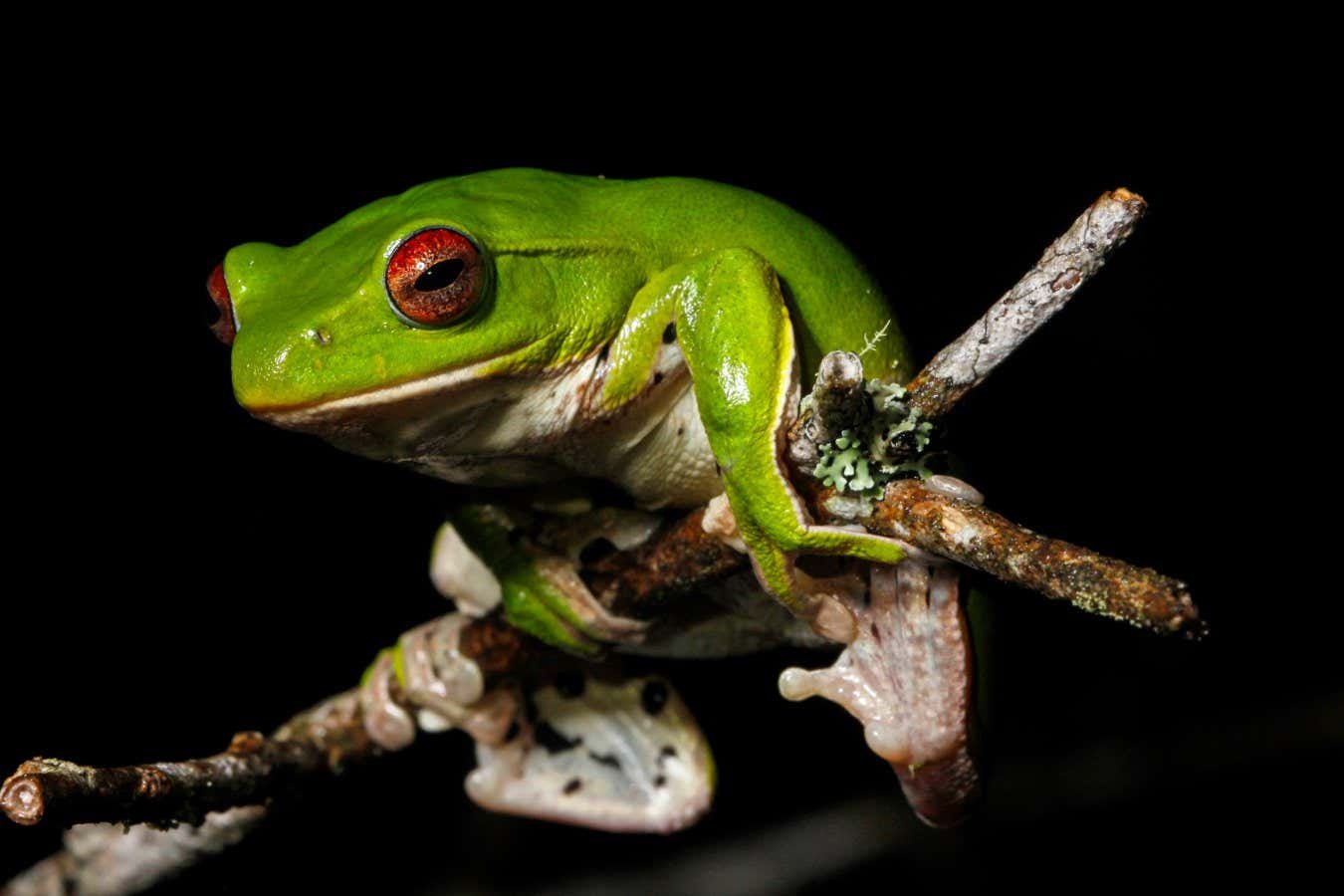 The leaf frog Zhangixalus melanoleucus