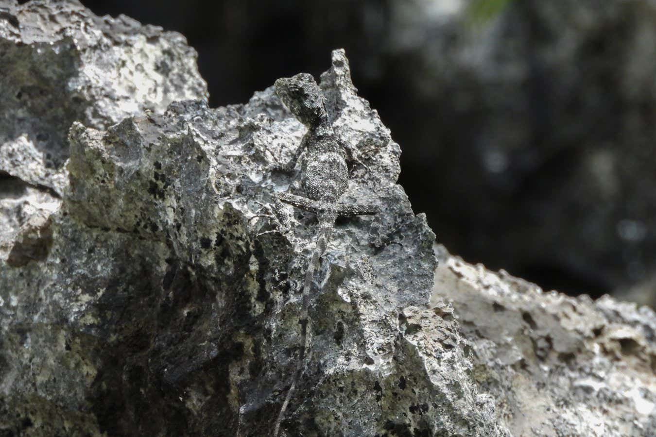 The almost invisible Laodracon carscotola lizard 