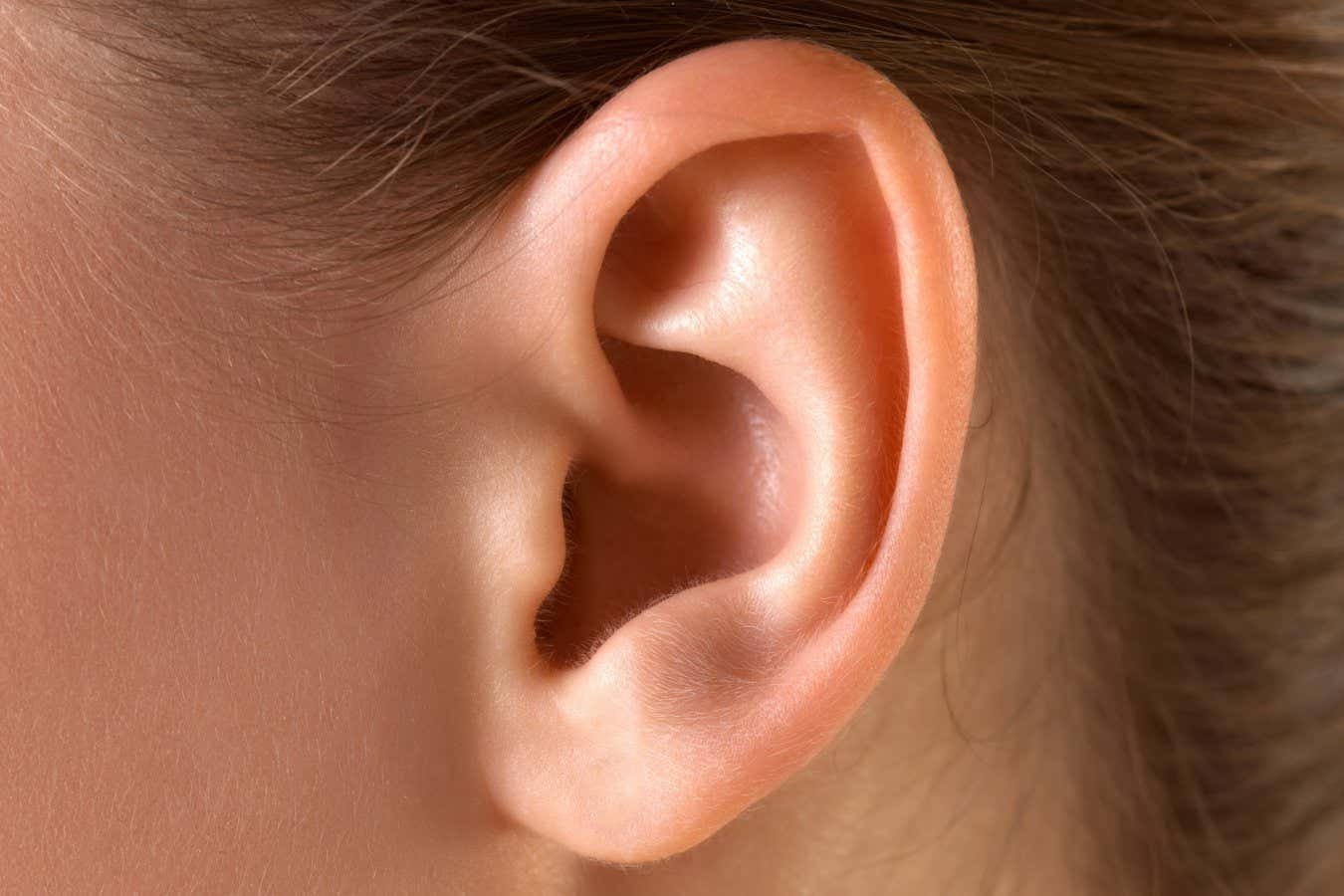 'Outdated' muscle that wiggles the ears activates while listening