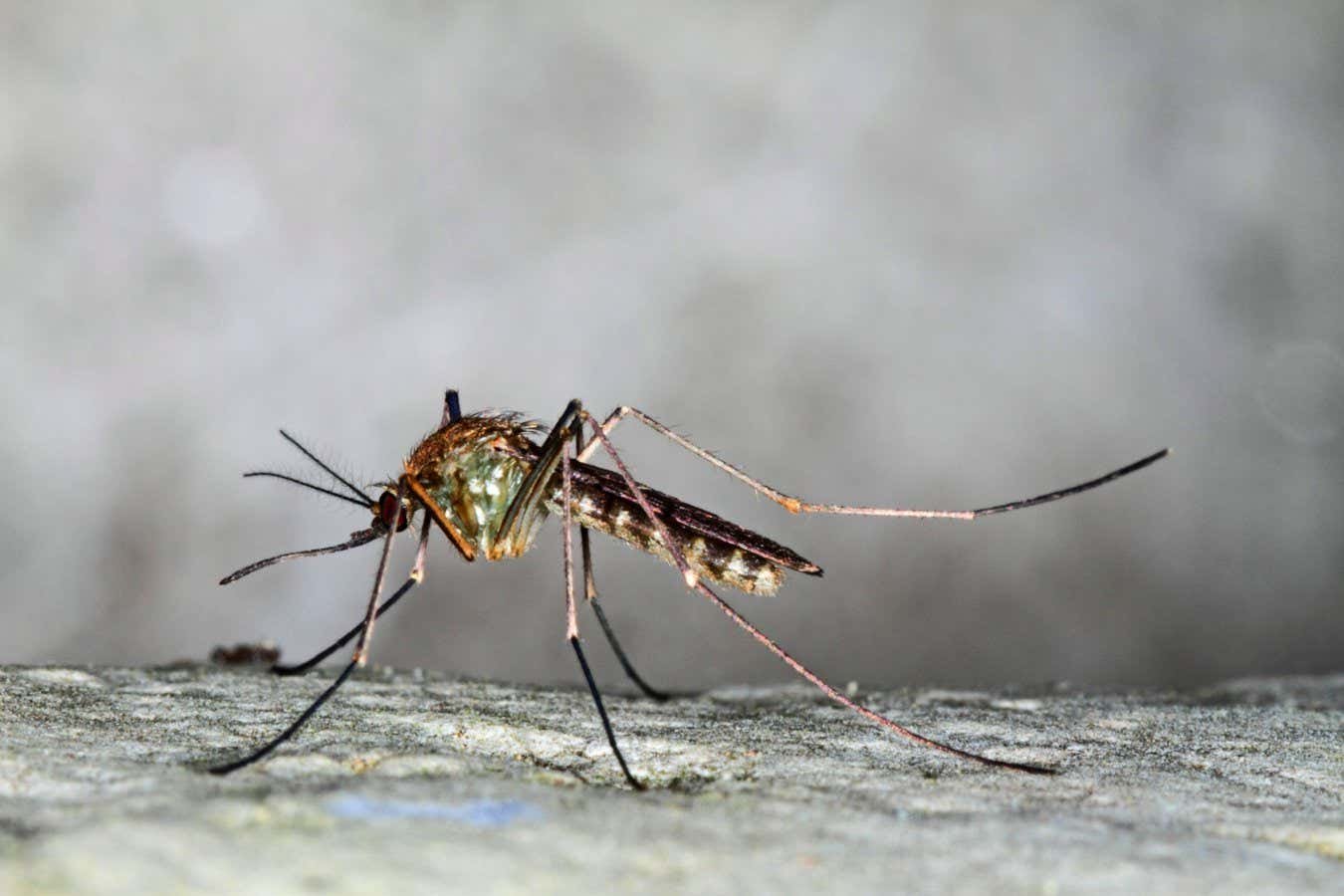 London underground mutant mosquito has surprisingly old origin