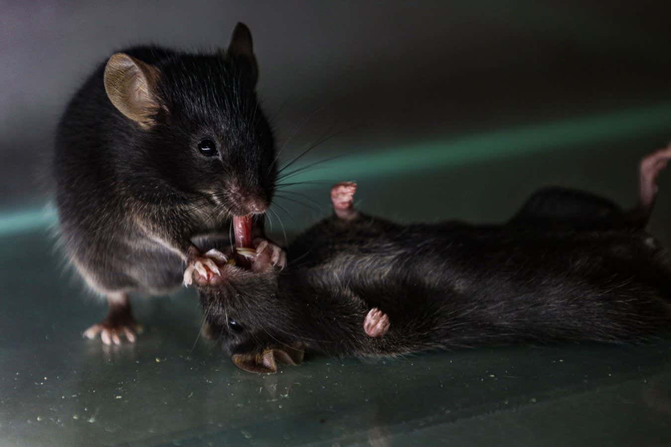 Mouse set 'first aid' to unconscious companions