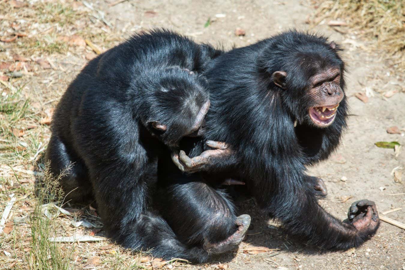 Male chimpanzees embracing