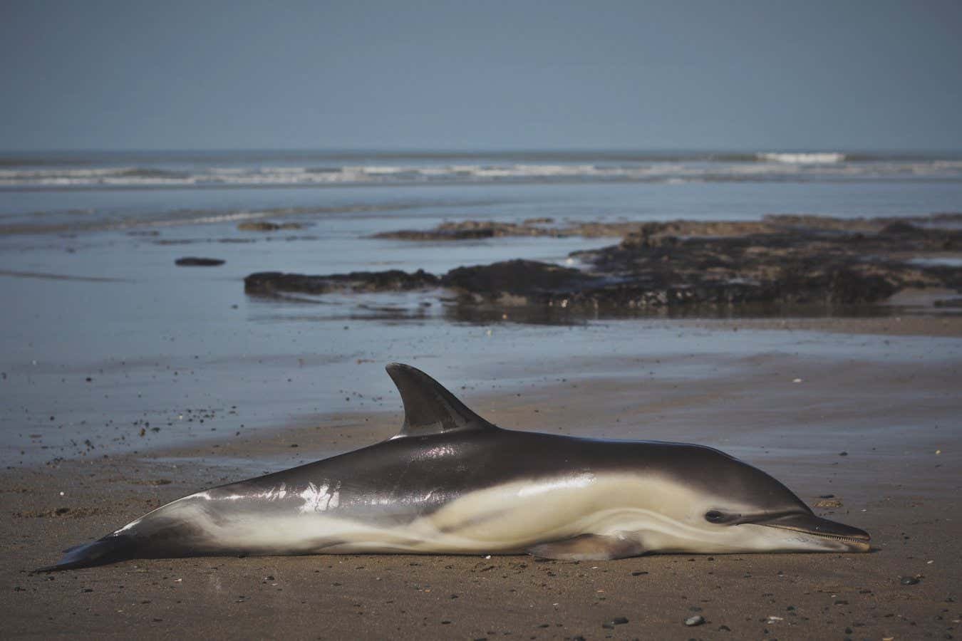 Dolphins die of toxic chemicals banned since the 1980s