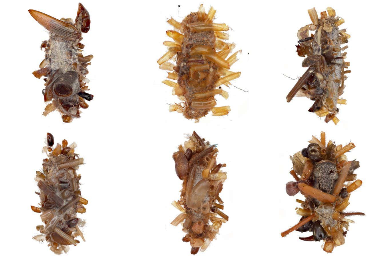 'Ben Collector' Caterpillar carries dead insect body parts such as disguise
