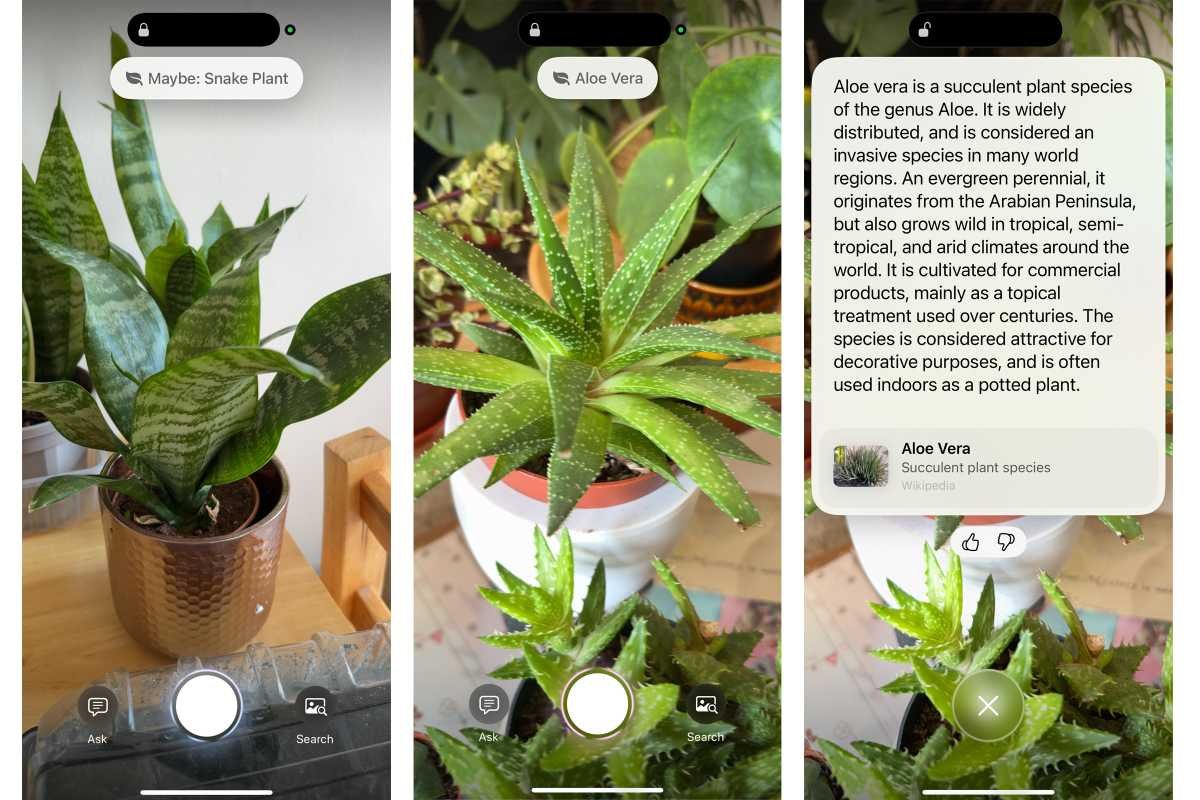 iPhone shows visual posting identifying a plant