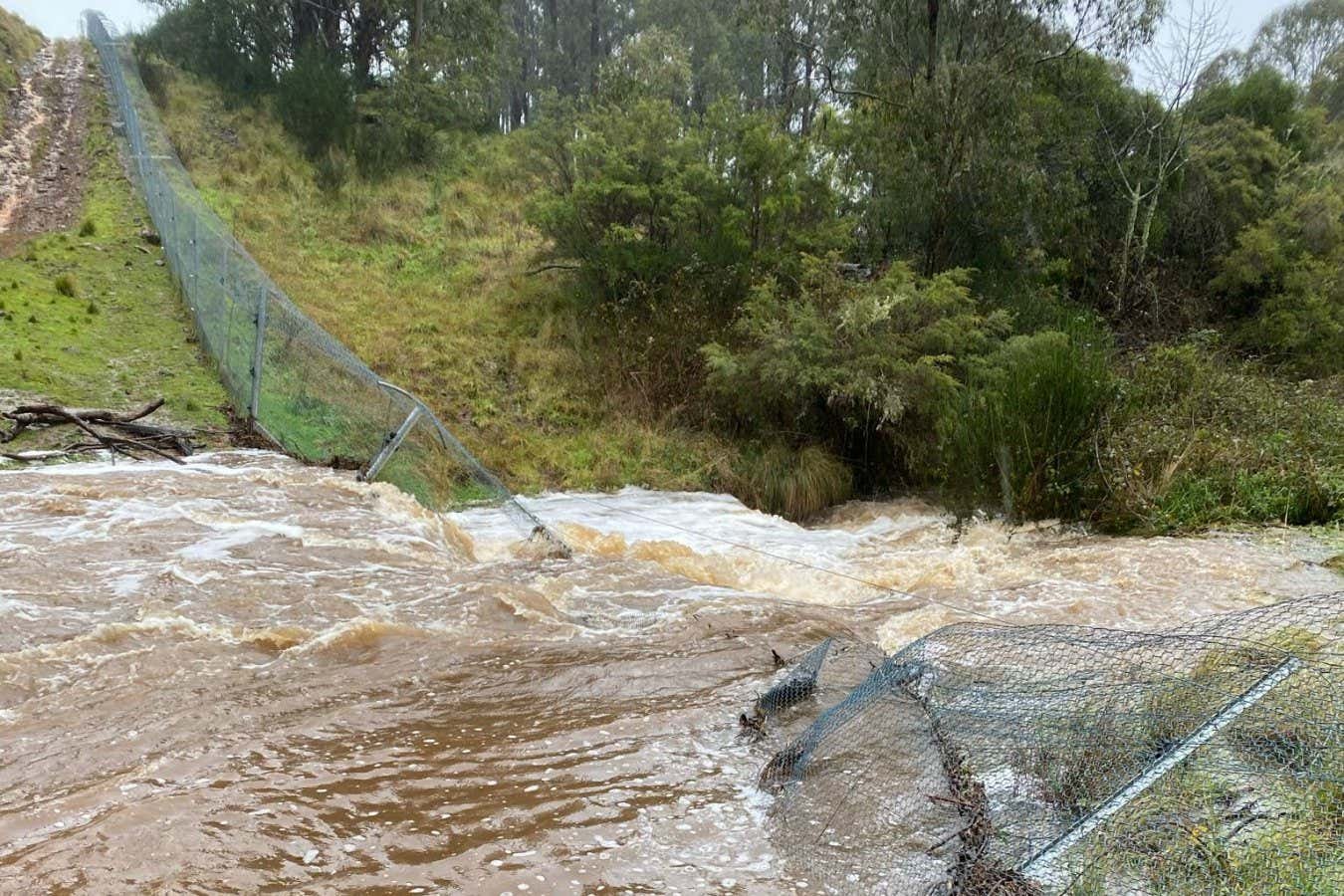 New South Wales NSW Wildlife floods.