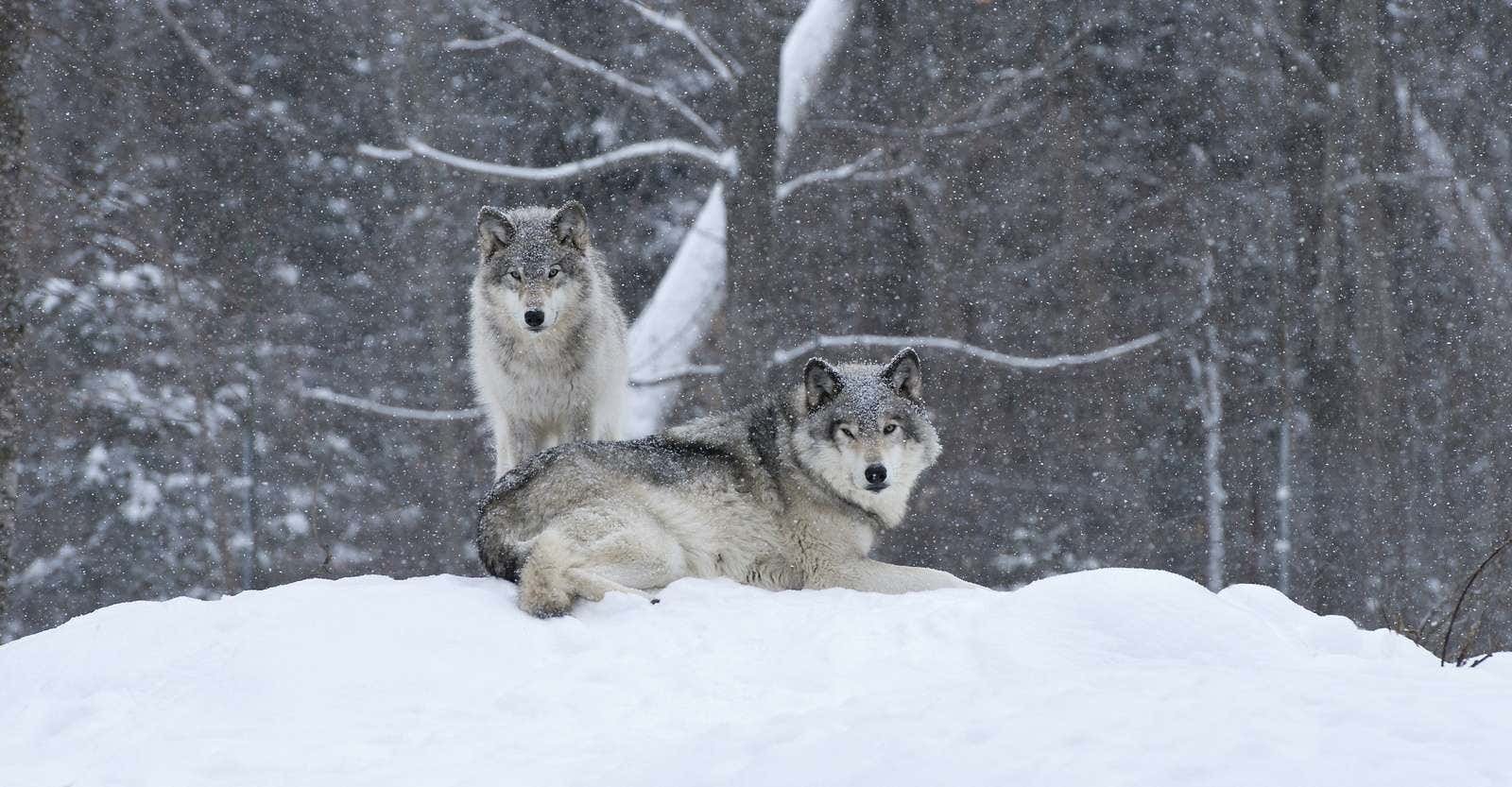 Two wolves that look at a distance in snow -covered wilderness, Yellowstone National Park in winter, USA