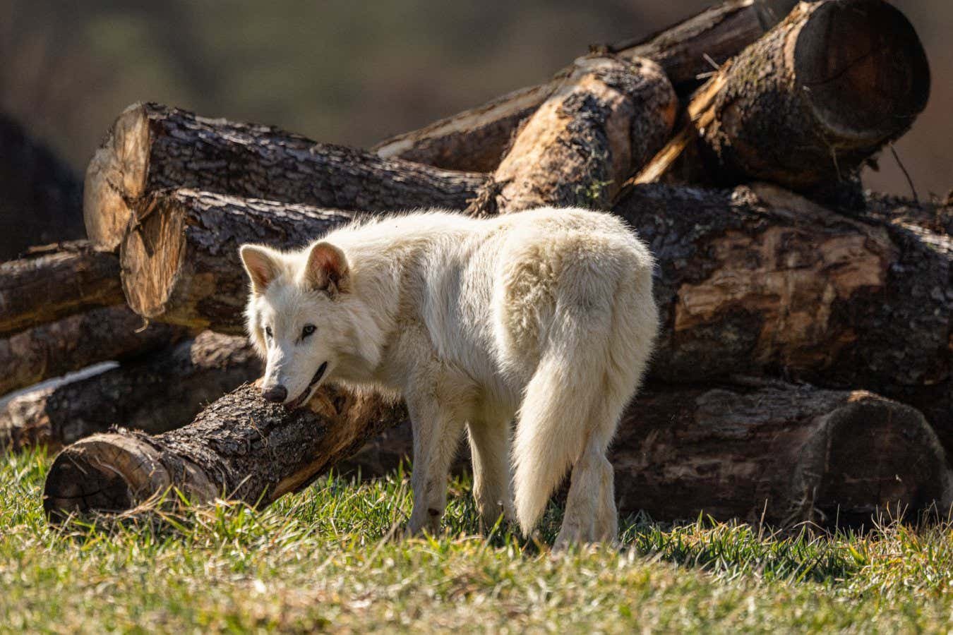 Colossal Scientist now admitted that they have really done wolves