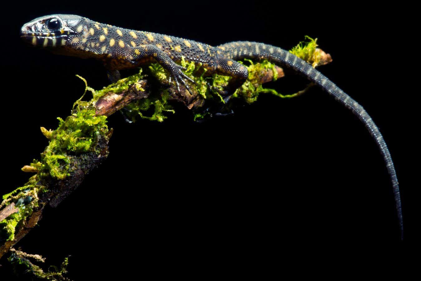 Enigmatic Lizards somehow survived near Chicxulub asteroid influence