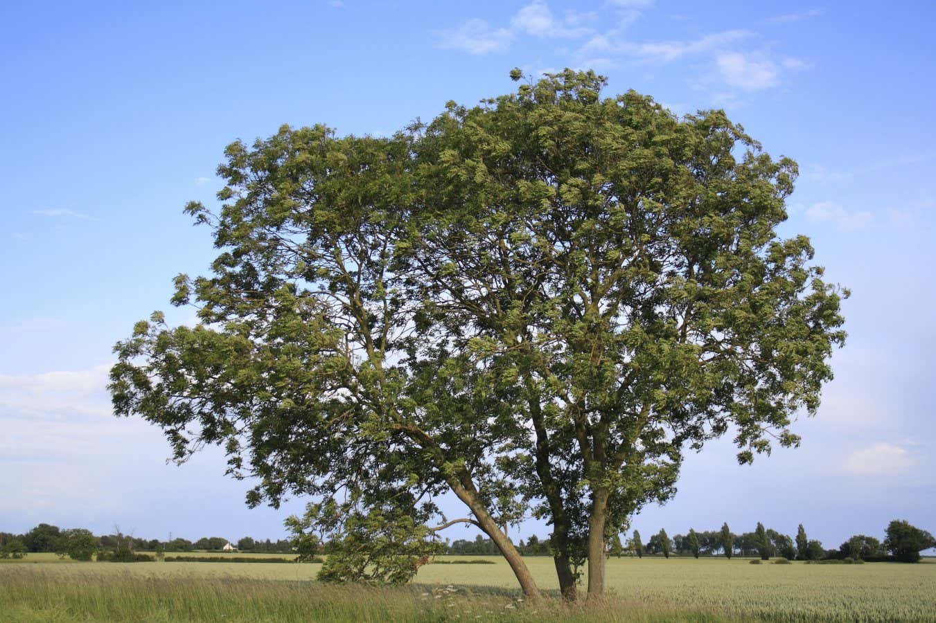 Ash trees are rapidly developing the same resistance to Ash Dieback disease