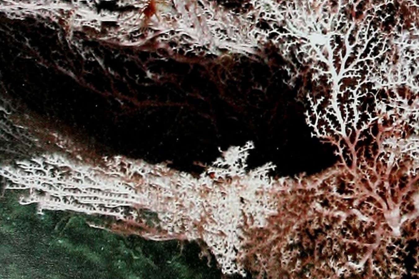 Depping microbes could 'eat' energy generated by earthquake