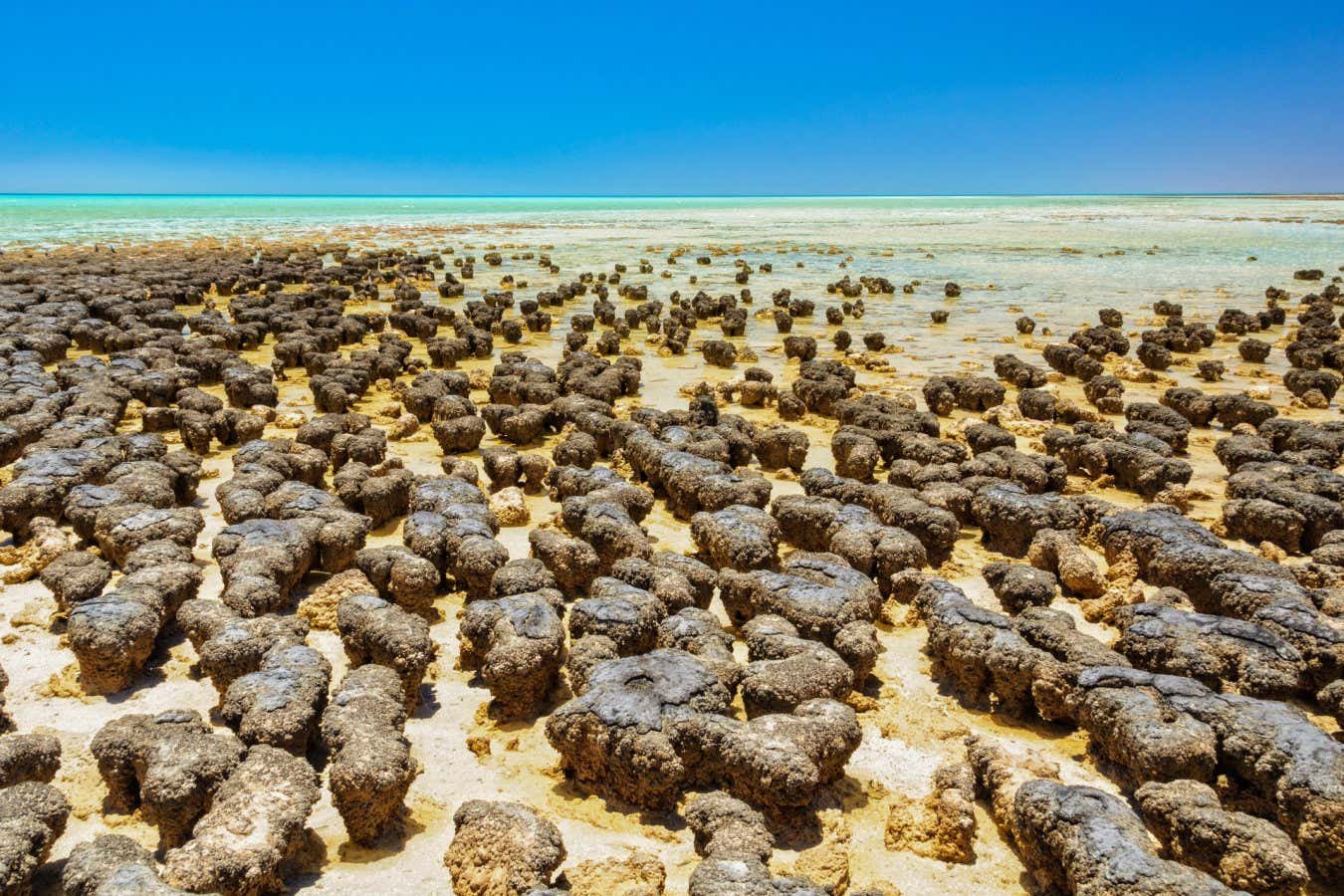 Strange microbial partnership shows how complex life may have evolved