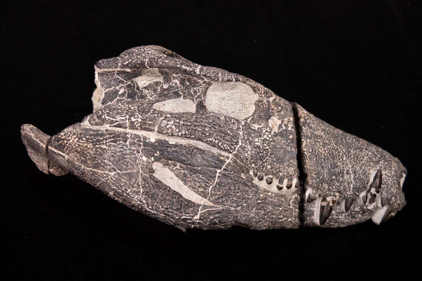 Kostensuchus atrox? Skull already prepared, freed from the rock.