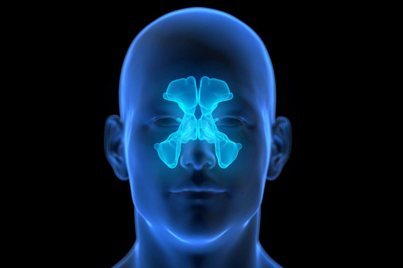 The sinuses