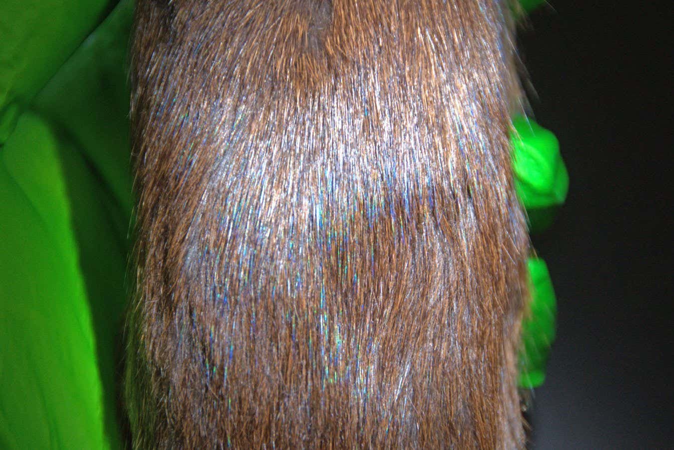iridescent mammal
