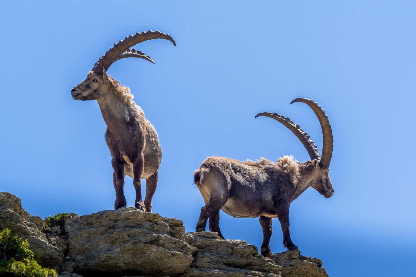 Early Neanderthals chased ibex on steep mountain slope