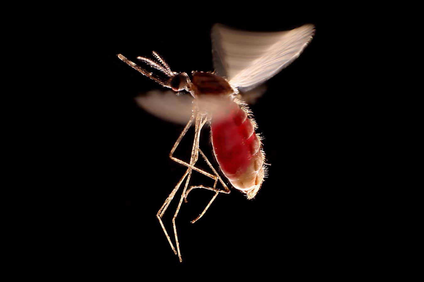 Hedonist could make you a mosquito magnet