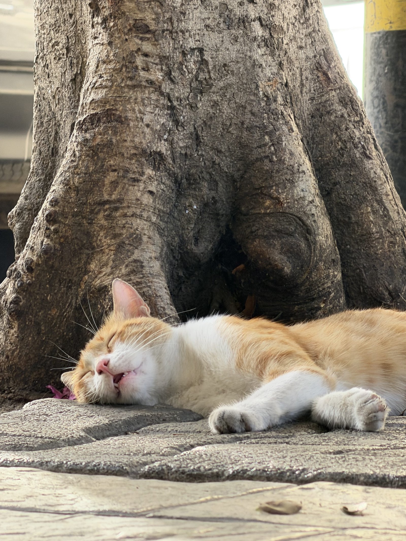 Image of a sleeping cat with iPhone 17 Pro Max on 8x Tele
