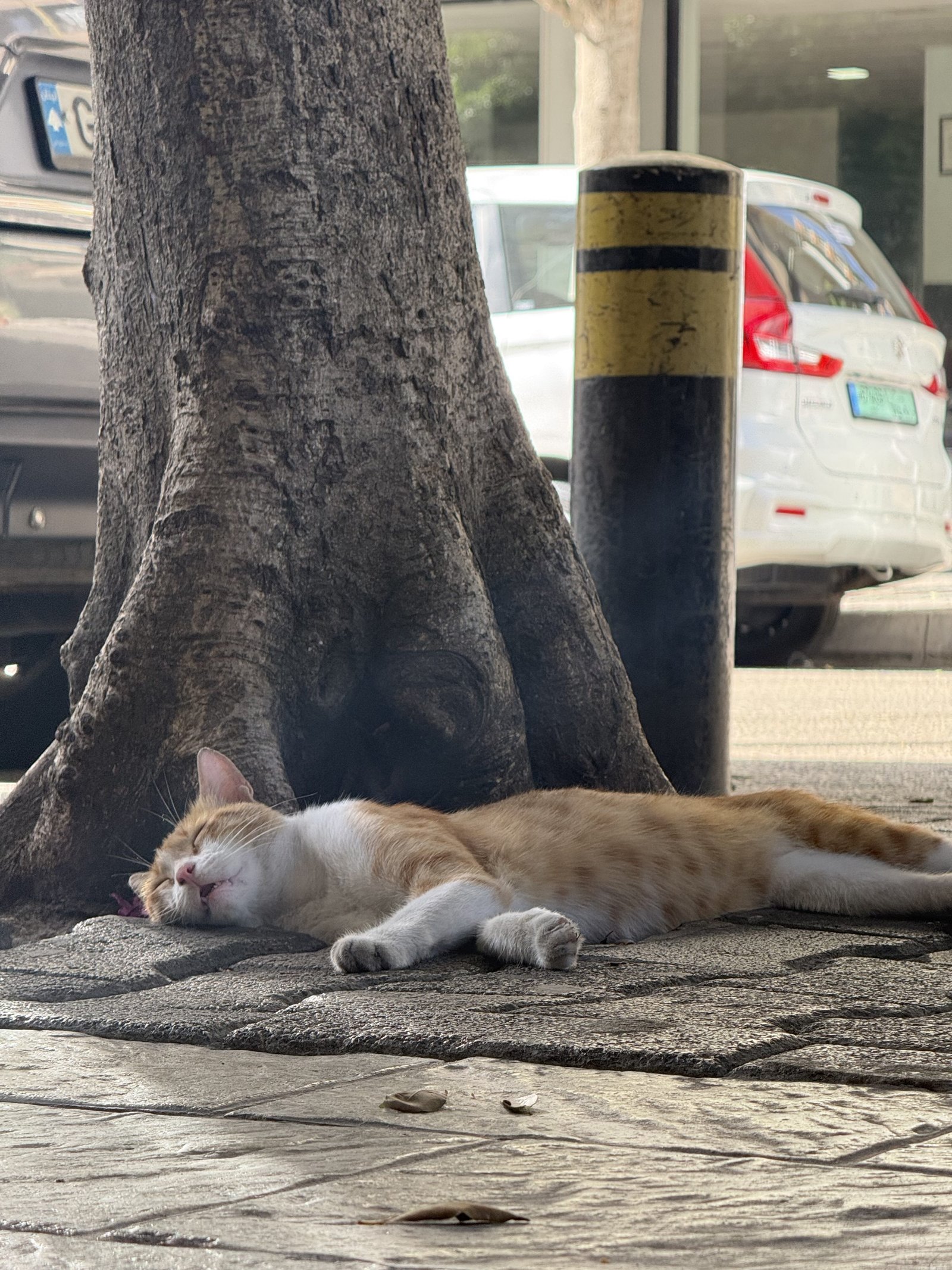 Image of a sleeping cat with iPhone 16 Pro Max at 5x Tele