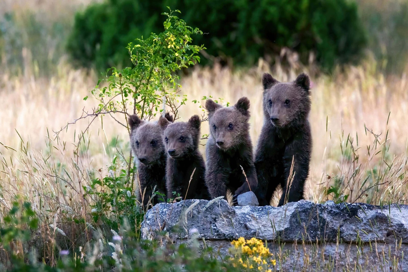 Marsican Bear Cubs, a protected species typical of central Italy. Animals in the wild in their natural habitats in the Abruzzo region of Italy.