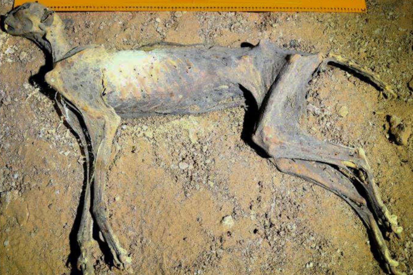One of the cheetah mummies inside the cave it was found in
