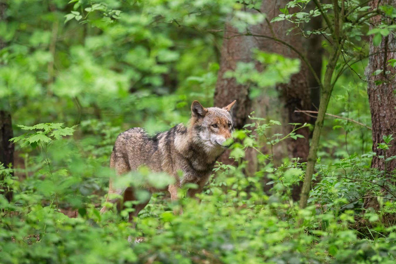 Aeuropean Gray Wolf / Gray Wolf (Canis Lupus) Hunting in Undergrowth / Scrub In The Forest