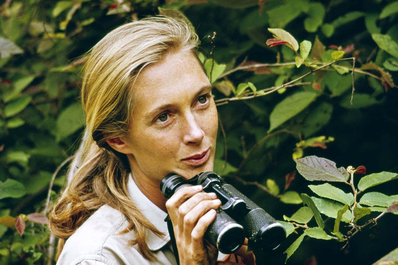 Goodall in the TV special "Miss Goodall and Chimpanzees World"filmed in what is now Tanzania and originally sent at CBS in December 1965