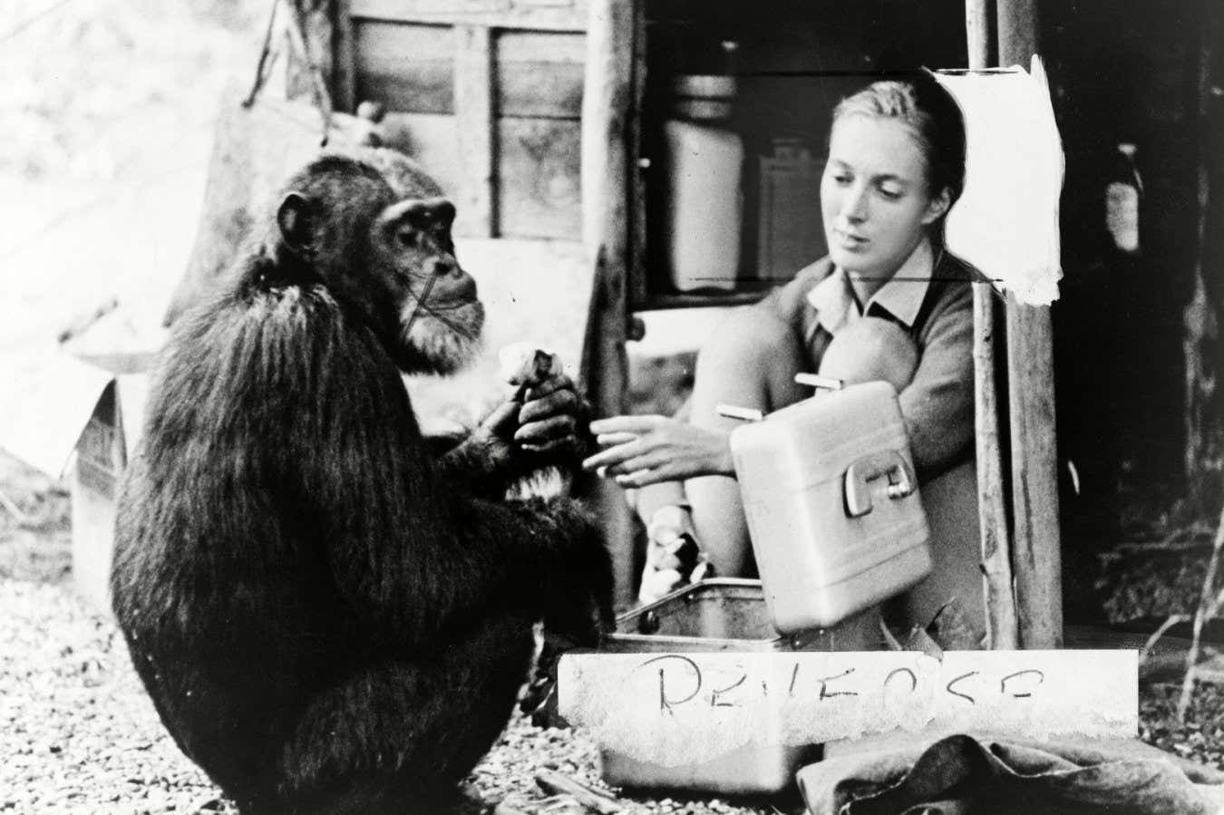 Goodall with Chimp Shen named David Greybeard in 1965