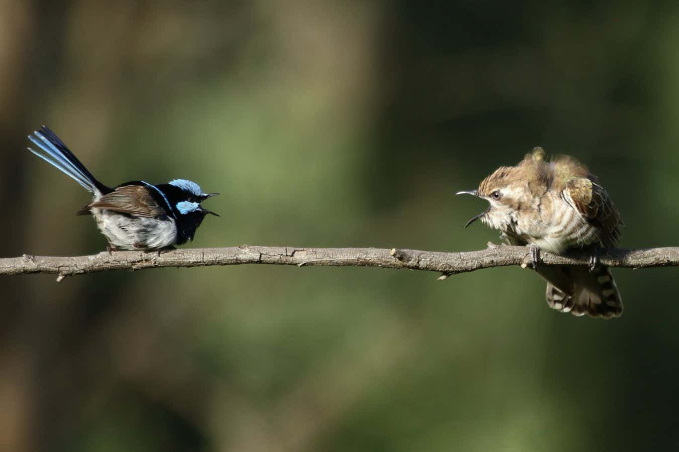 20 bird species can understand each other's anti-guckoo call