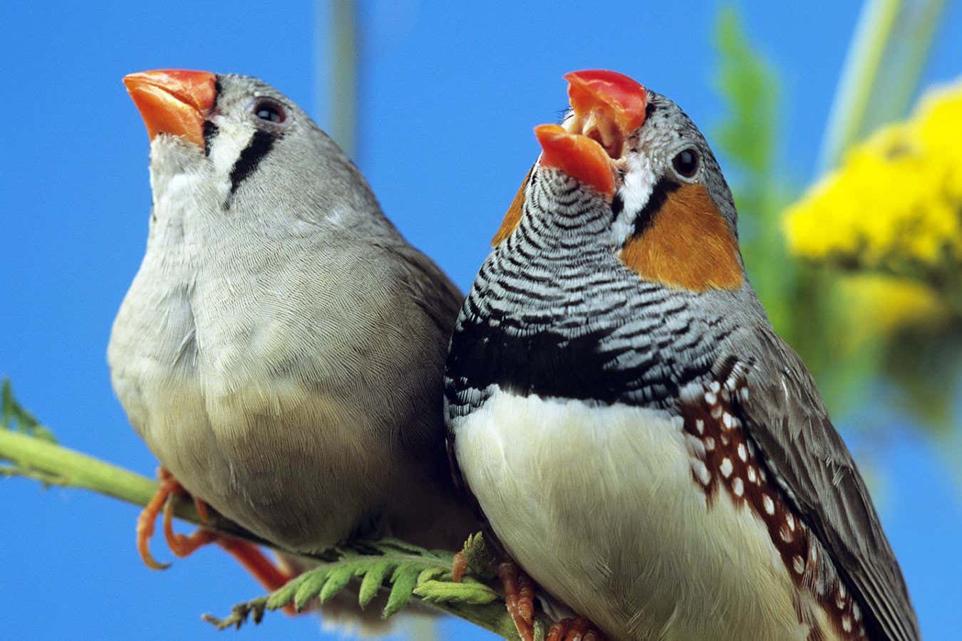 We may finally know why the birds sing at dawn
